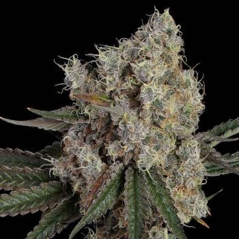 Another Level Feminised Seeds-HAVG-ANLE-FEM