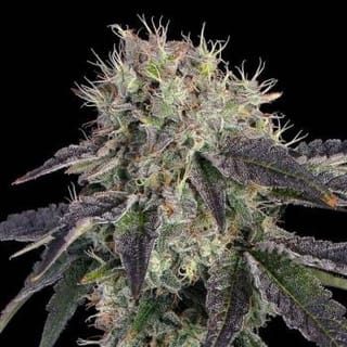 Baller's Game Feminised Seeds-HAVG-BAGA-FEM