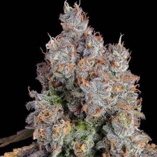 Candy Games #25 Feminized Seeds-HAVG-CG25-FEM