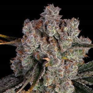Candy Games #38 Feminised Seeds-HAVG-CG38-FEM