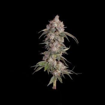 Game Over Feminized Seeds-HAVG-GAOV-FEM