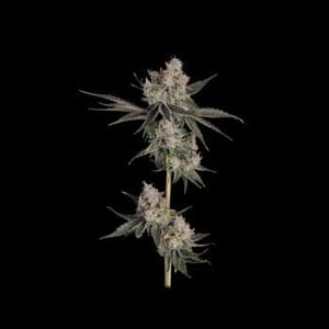 Knockout Feminised Seeds-HAVG-KNOC-FEM