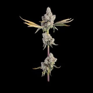 Overtime Feminized Seeds-HAVG-OVER-FEM