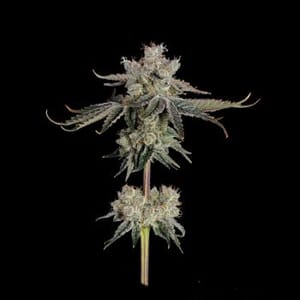 Sweet 16 Feminised Seeds-HAVG-SW16-FEM
