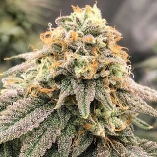 Pinkz Feminised Seeds-PF-PINKZ-FEM