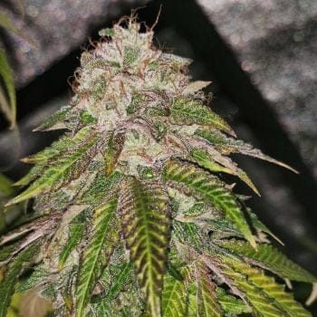 GMO Rainbowz Feminised Seeds-PF-GMOR-FEM