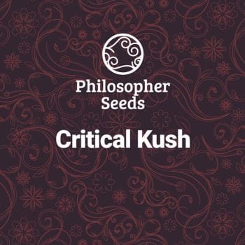 Critical Kush Feminised Seeds-PHIL-CRKU-FEM