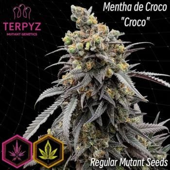 Mentha de Croco 'Croco' Bx Regular Seeds-TERP-MDCBX-REG
