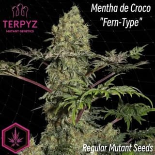Mentha de Croco 'Fern-Type' Regular Seeds-TERP-MDCFT-REG