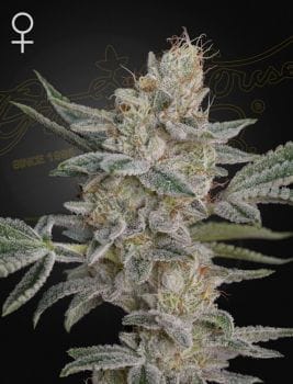 Air Lemon (SLH x RS11) Feminised Seeds-GH-SLHRS11-FEM