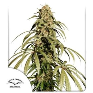 Ice Cream Haze Feminised Seeds-DP-ICH-FEM