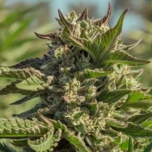 Peanut Butter Souffle Feminised Seeds-ATL-PBS-FEM