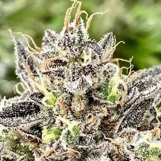 Whale Breath Feminised Seeds - 5-ATL-WB-FEM-5