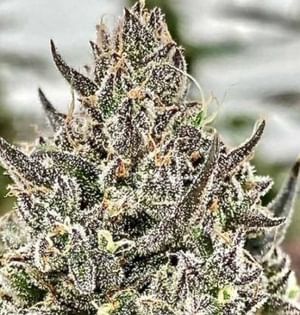Cheetah the Hut Feminised Seeds-ATL-CTH-FEM