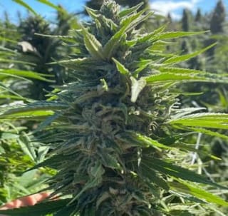 Wedding Cake Auto Feminized Seeds-ATL-WC-AUTO-FEM