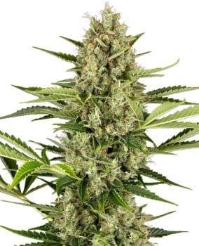 Jack Herer Auto Feminised Seeds-SEN-JH-AUTO-FEM