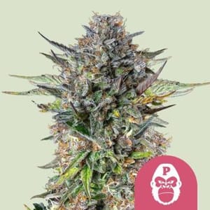 Pink Gorilla Feminised Seeds-RQS-PGOR-FEM