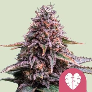 Pink Mist Feminised Seeds-RQS-PMIST-FEM