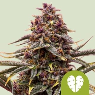 Pink Mist Auto Feminised Seeds-RQS-PMIST-AUTO-FEM