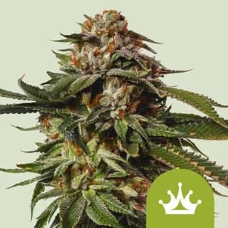Special Queen 1 Auto Feminised Seeds-RQS-SPECQ1-AUTO-FEM