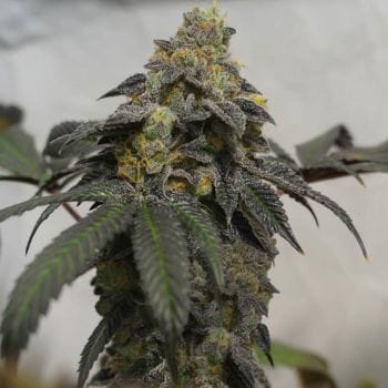 French Cookies 710 Special Pack Feminised Seeds  - 6+1-THS-FRCOOK-710SP-FEM-7+1