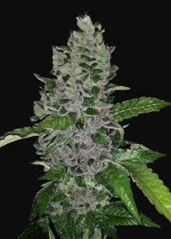 Frozen Afghan Mintz Feminised Seeds-G13L-FRAFMIN-FEM