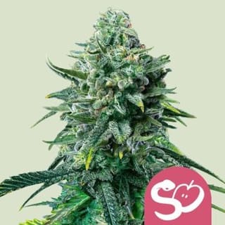 Forbidden Fruit Feminised Seeds-RQS-FORFR-FEM
