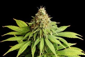 Hellfire OG Feminised Seeds-KBHOG