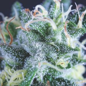 Gelato Auto Feminised Seeds-PYR-GEL-AUTO-FEM