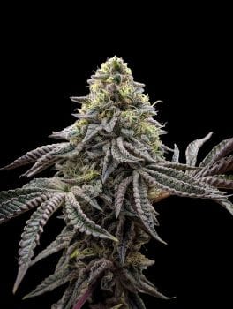 Baby Yoda x Nerds Rope (Jedi Juice) Feminised Seeds-LV8-BYNR-FEM