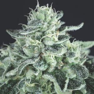 Gelato Feminised Seeds-PYR-GEL-FEM