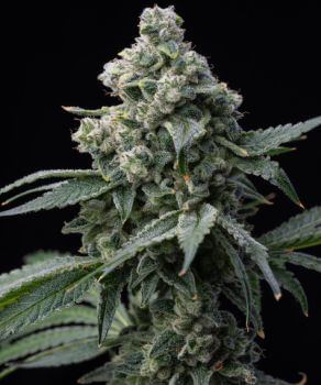 Bruce Banner Feminised Seeds-BFS-BRBA-FEM