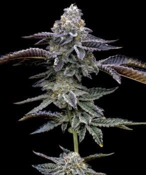 Blue Dream Feminised Seeds-BFS-BLDR-FEM
