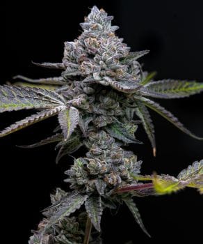Apple Fritter Feminised Seeds-BFS-APFR-FEM