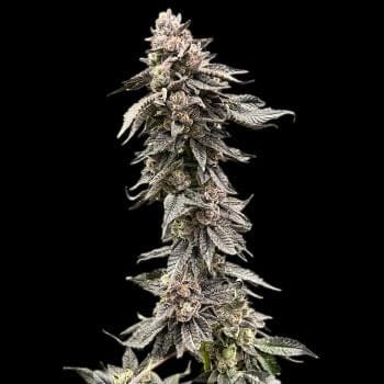 Runtz Clones-SMAN-CL-RUNT-FEM