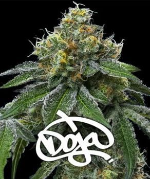 RS11 x Banana OG Feminised Seeds-BFS-RS11BOG-FEM