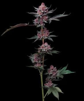 Cherry Poppers Feminised Seeds-BFS-CHPO-FEM