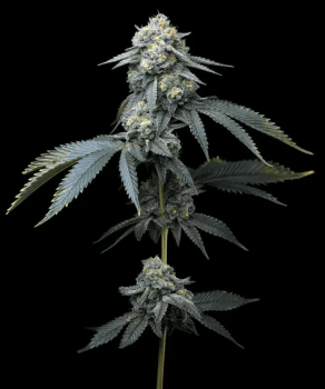 Jealousy Feminised Seeds-BFS-JEAL-FEM
