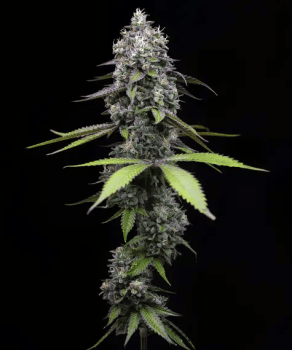 Zoap Feminised Seeds-BFS-ZOAP-FEM