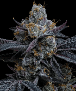 White Runtz Feminised Seeds-BFS-WHRU-FEM
