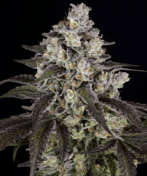 Trainwreck Feminised Seeds-BFS-TRAI-FEM