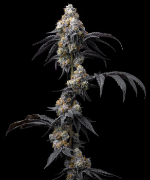 Rainbow Sherbet Feminised Seeds-BFS-RASH-FEM