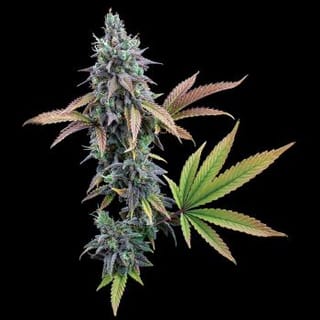 Cinderella 99 Feminised Seeds-BGS-C99-FEM