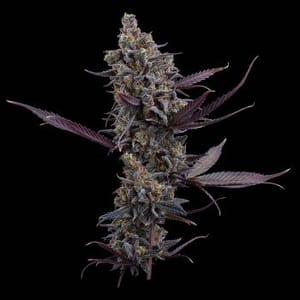 Cinderella Pineapple Feminised Seeds-BGS-CIPI-FEM