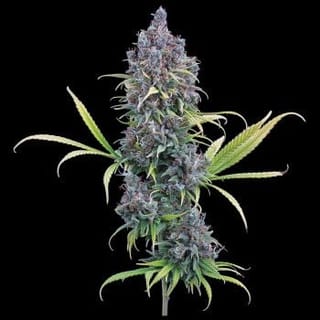 Durban Thai x C99 Feminised Seeds-BGS-DTC99-FEM