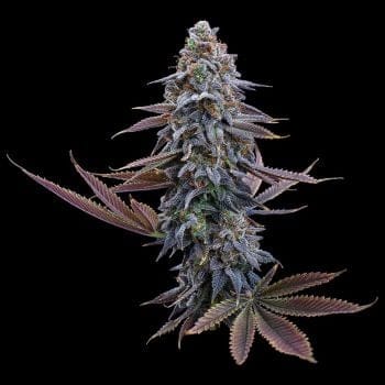 G13 Genius Feminised Seeds-BGS-G13GE-FEM