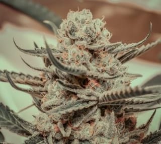 Killer Queen Feminised Seeds-BGS-KIQU-FEM