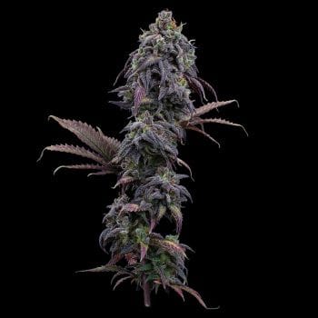 Princess Haze Feminised Seeds-BGS-PRHA-FEM