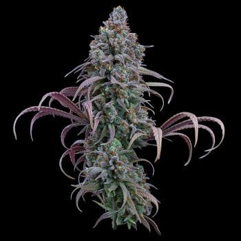 Rosetta Stone Feminised Seeds-BGS-ROST-FEM