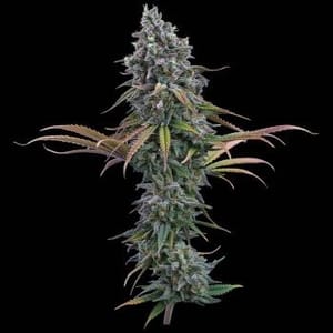 Space Queen Feminised Seeds-BGS-SPQU-FEM